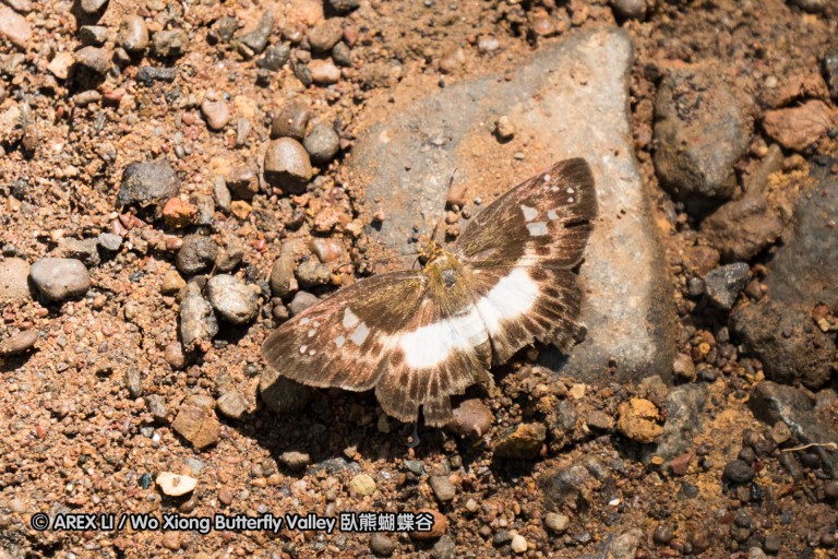140930_bantimurung_024.jpg
