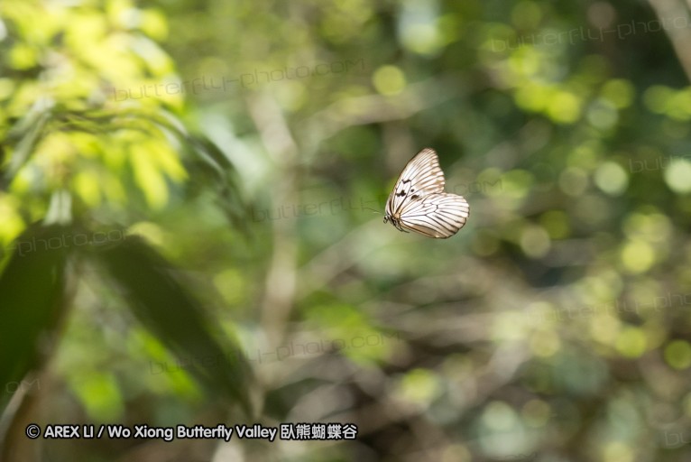 140930_bantimurung_028.jpg