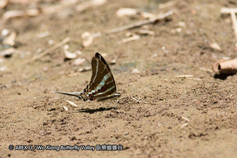 140930_bantimurung_045.jpg