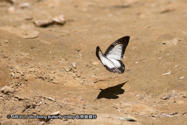 140930_bantimurung_047.jpg