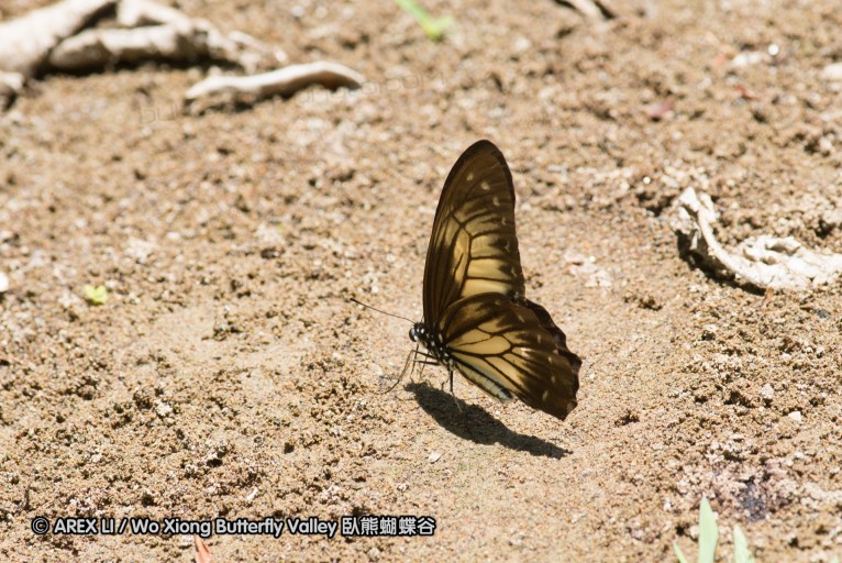 140930_bantimurung_049.jpg