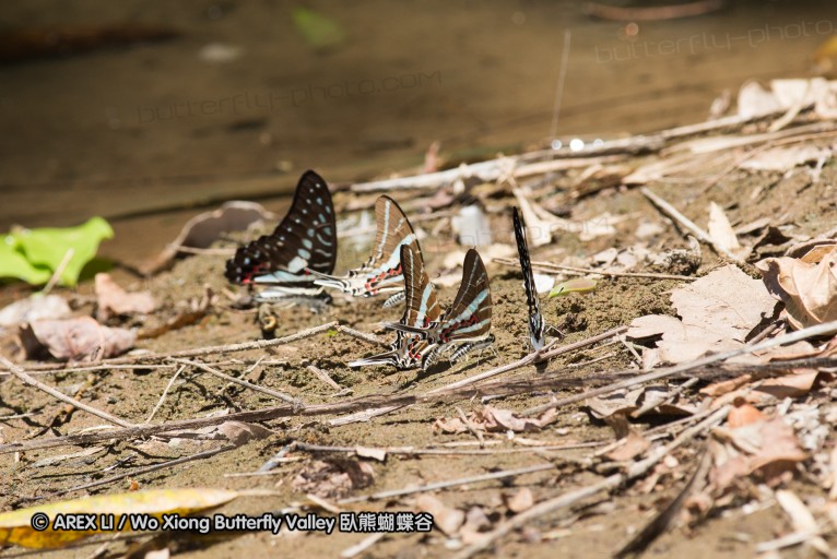 140930_bantimurung_050.jpg