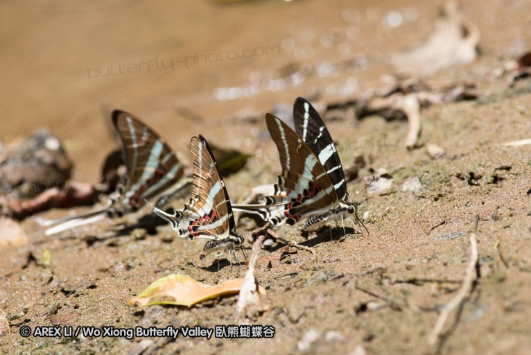 140930_bantimurung_052.jpg