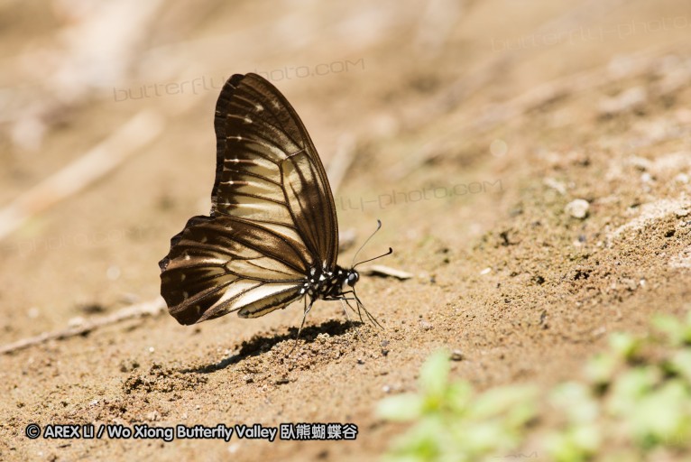 140930_bantimurung_054.jpg