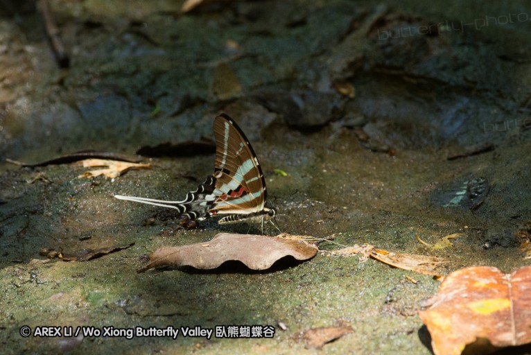 140930_bantimurung_067.jpg