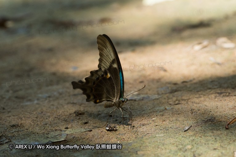 140930_bantimurung_072.jpg