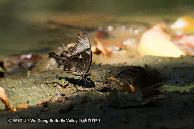 140930_bantimurung_073.jpg