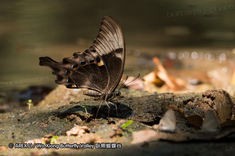 140930_bantimurung_074.jpg