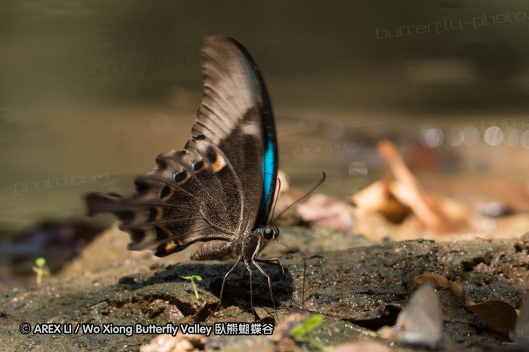 140930_bantimurung_075.jpg
