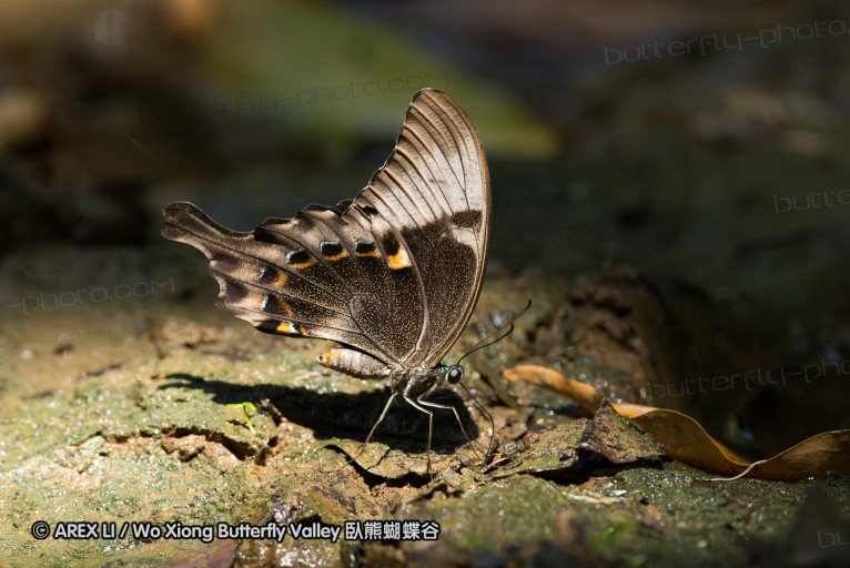 140930_bantimurung_076.jpg