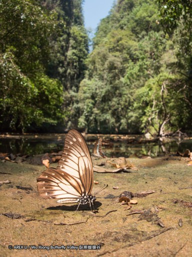 140930_bantimurung_083.jpg