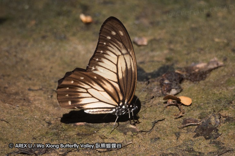 140930_bantimurung_086.jpg