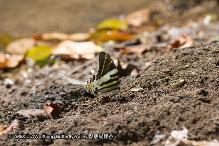 140930_bantimurung_096.jpg