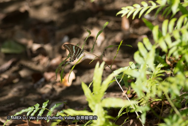 140930_bantimurung_102.jpg