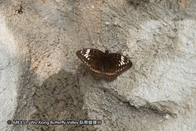 140930_bantimurung_115.jpg