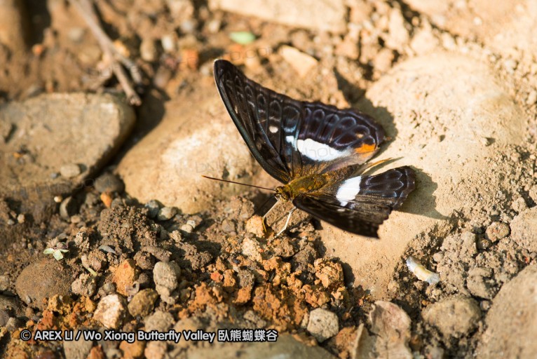 140930_bantimurung_122.jpg