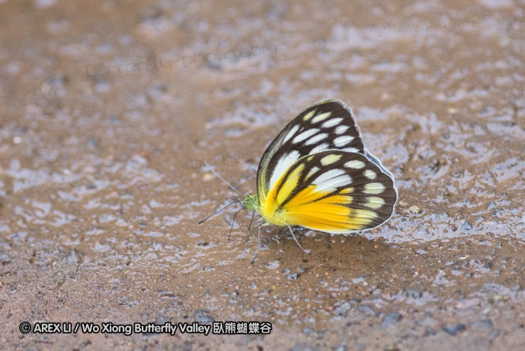 141001_bantimurung_002.jpg
