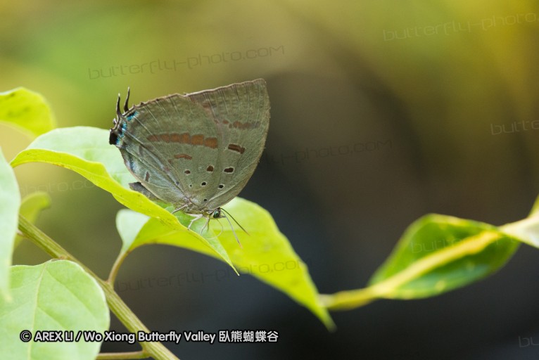 141001_bantimurung_011.jpg