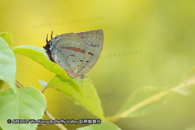 141001_bantimurung_012.jpg