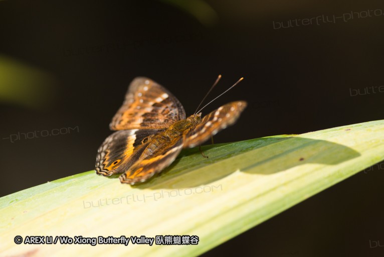 141001_bantimurung_013.jpg