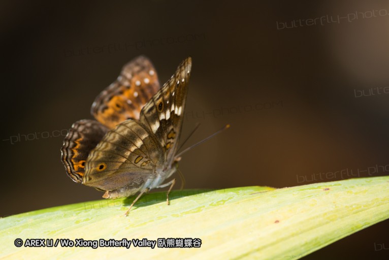 141001_bantimurung_014.jpg