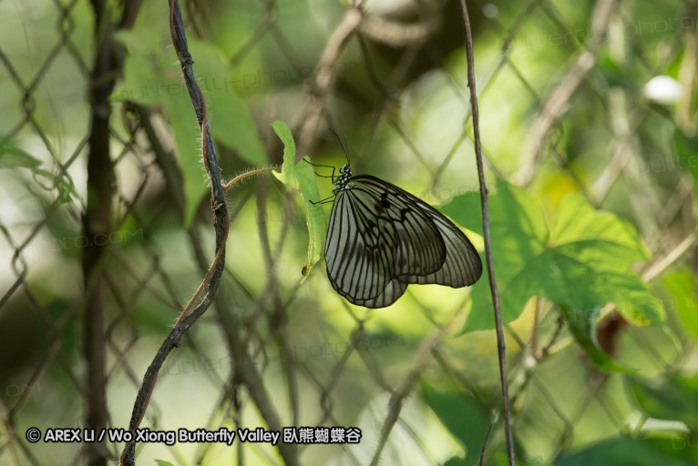 141001_bantimurung_019.jpg