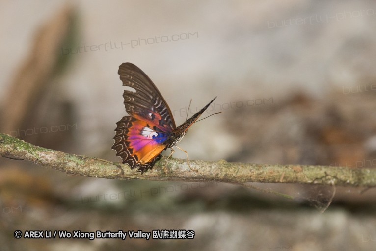 141001_bantimurung_021.jpg
