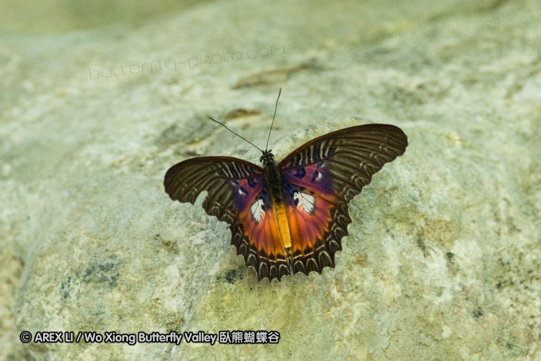 141001_bantimurung_024.jpg