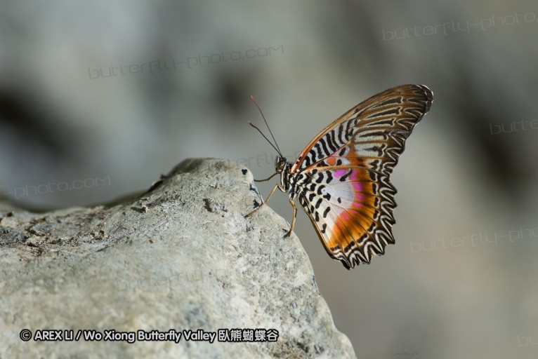 141001_bantimurung_025.jpg