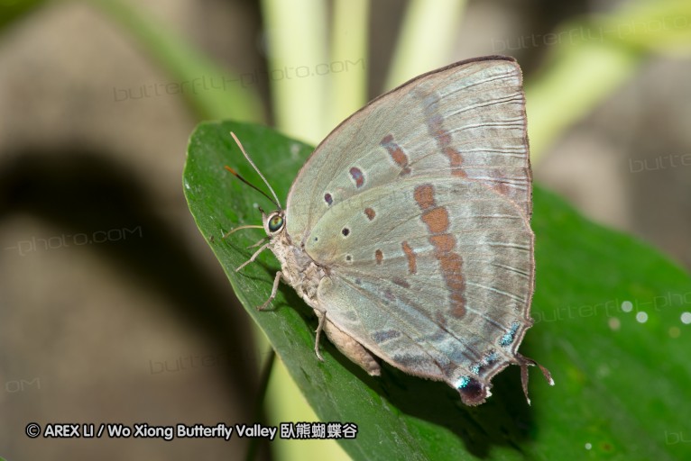 141001_bantimurung_029.jpg