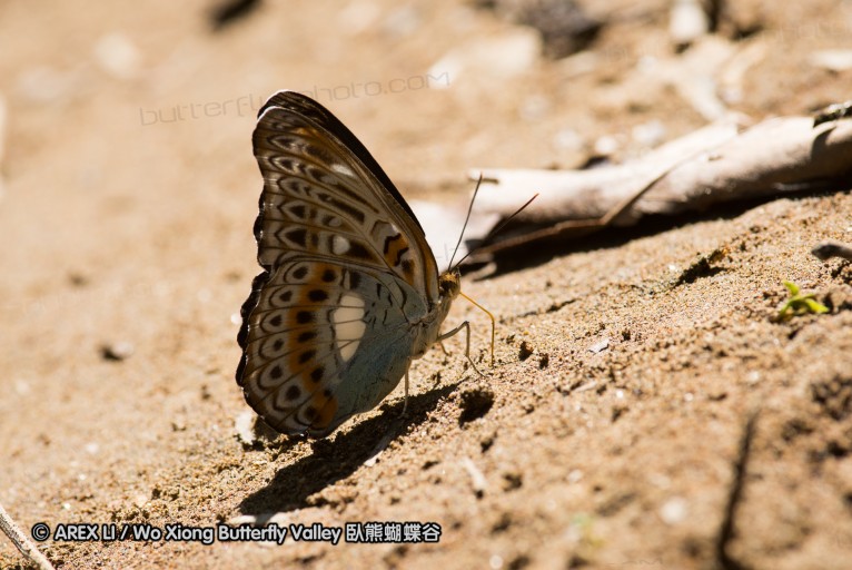 141001_bantimurung_033.jpg