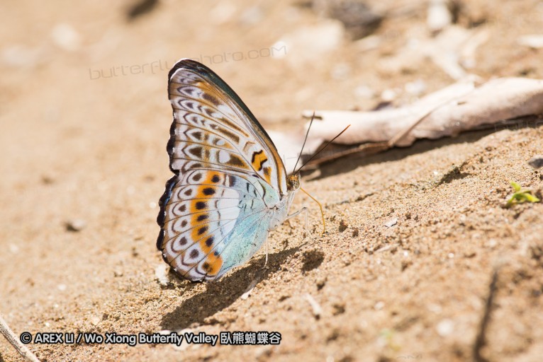 141001_bantimurung_034.jpg