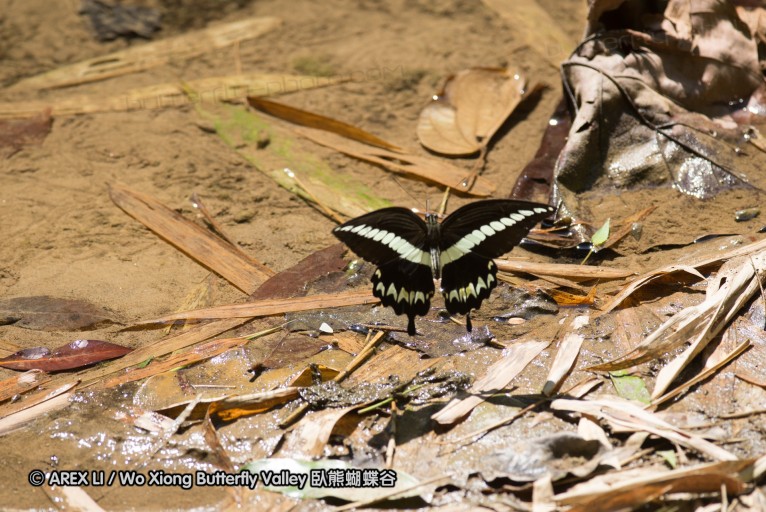 141001_bantimurung_037.jpg