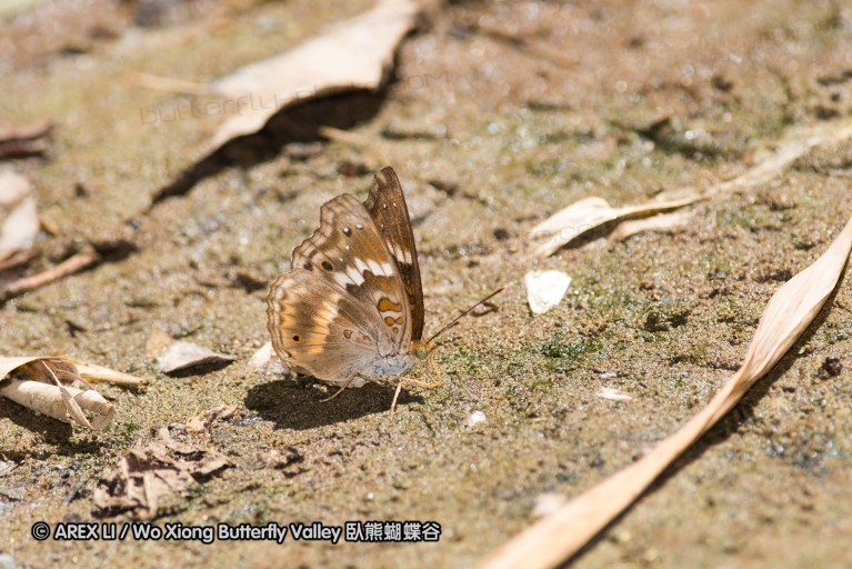141001_bantimurung_039.jpg