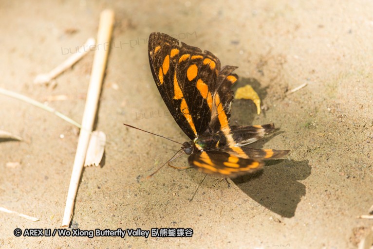 141001_bantimurung_040.jpg