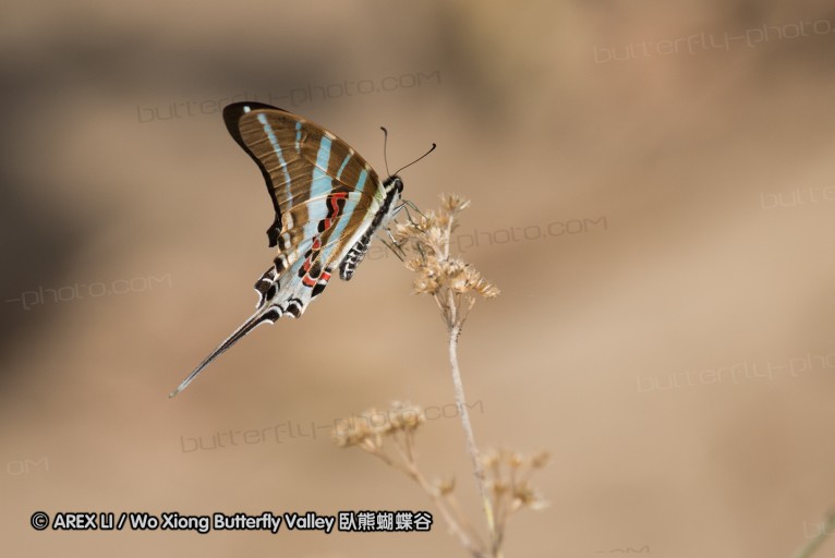 141001_bantimurung_047.jpg