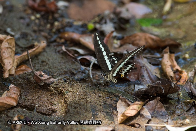 141001_bantimurung_049.jpg