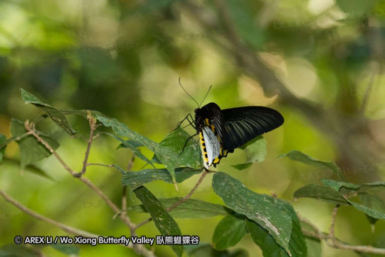 141001_bantimurung_051.jpg