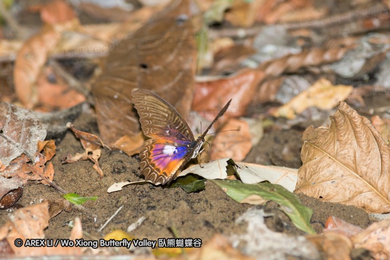 141001_bantimurung_055.jpg