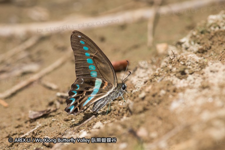 141001_bantimurung_063.jpg