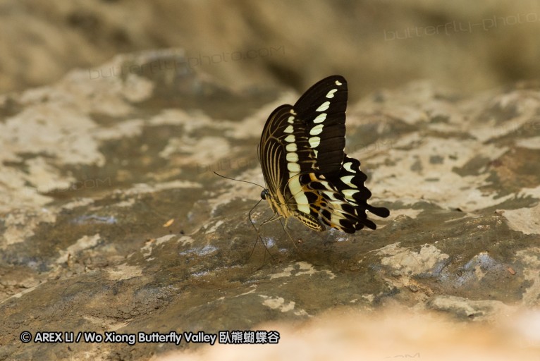 141001_bantimurung_065.jpg