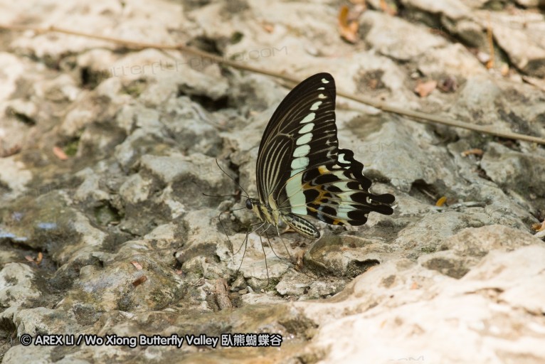 141001_bantimurung_066.jpg