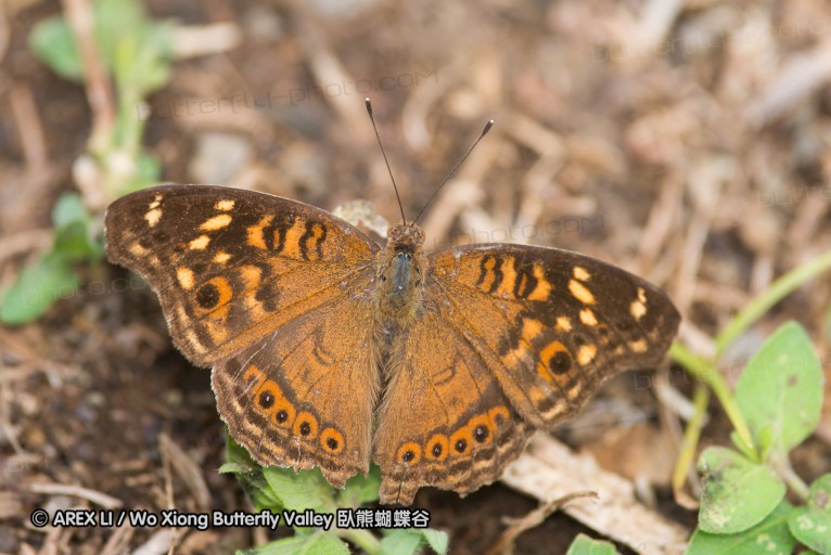 141003_bali_37.jpg