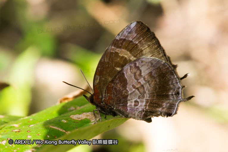 141004_bali_31.jpg