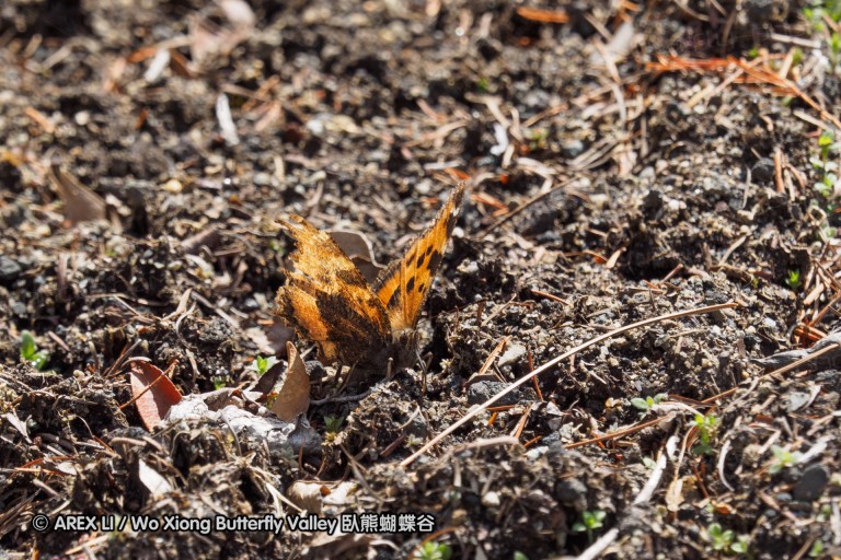 150322_yamanashi_12.jpg