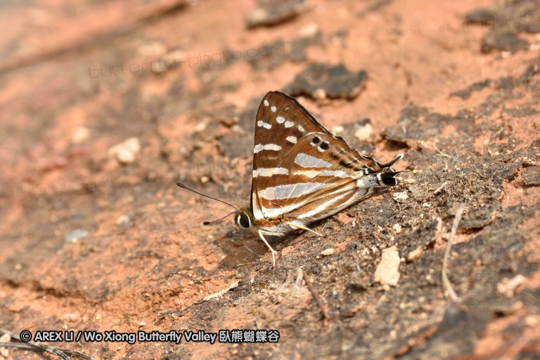 150329_doilang_019.jpg