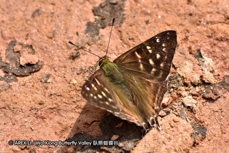 150329_doilang_024.jpg