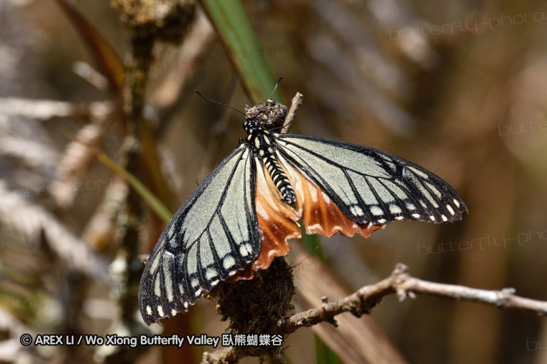 150329_doilang_026.jpg