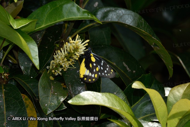150329_doilang_027.jpg