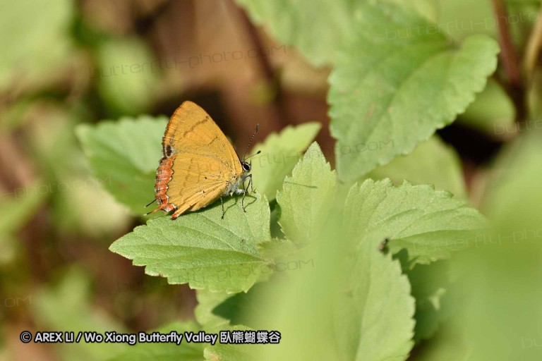 150330_phahompok_001.jpg